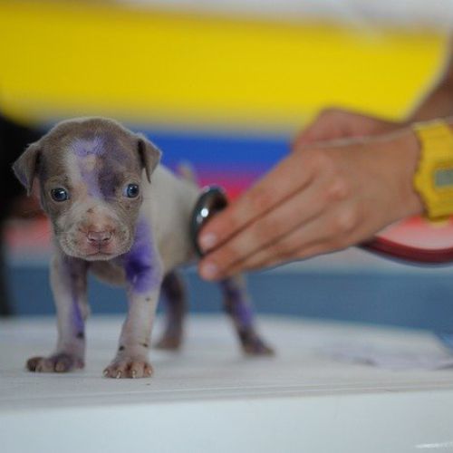 Veterinarias - La Rosca